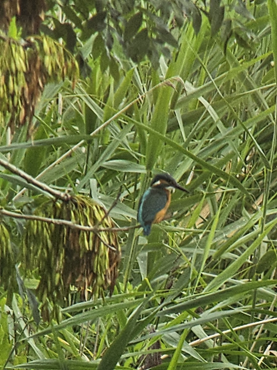 翠鳥 - ML640693689
