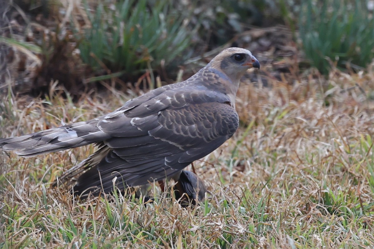 Ovambo Sparrowhawk - ML640693759