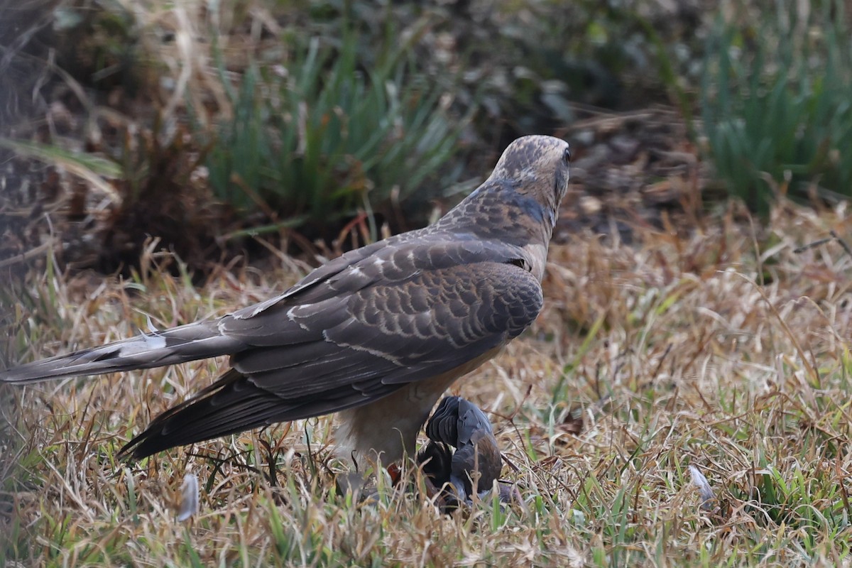 Ovambo Sparrowhawk - ML640693760