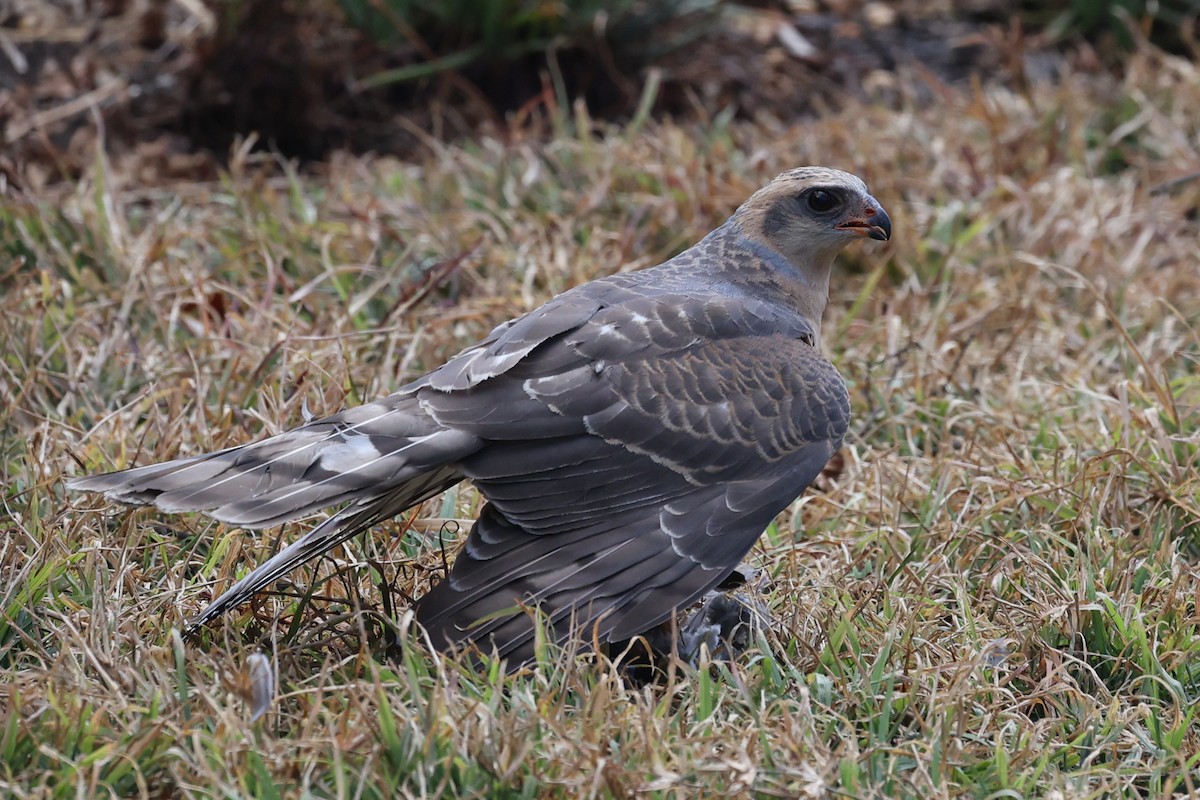 Ovambo Sparrowhawk - ML640693761