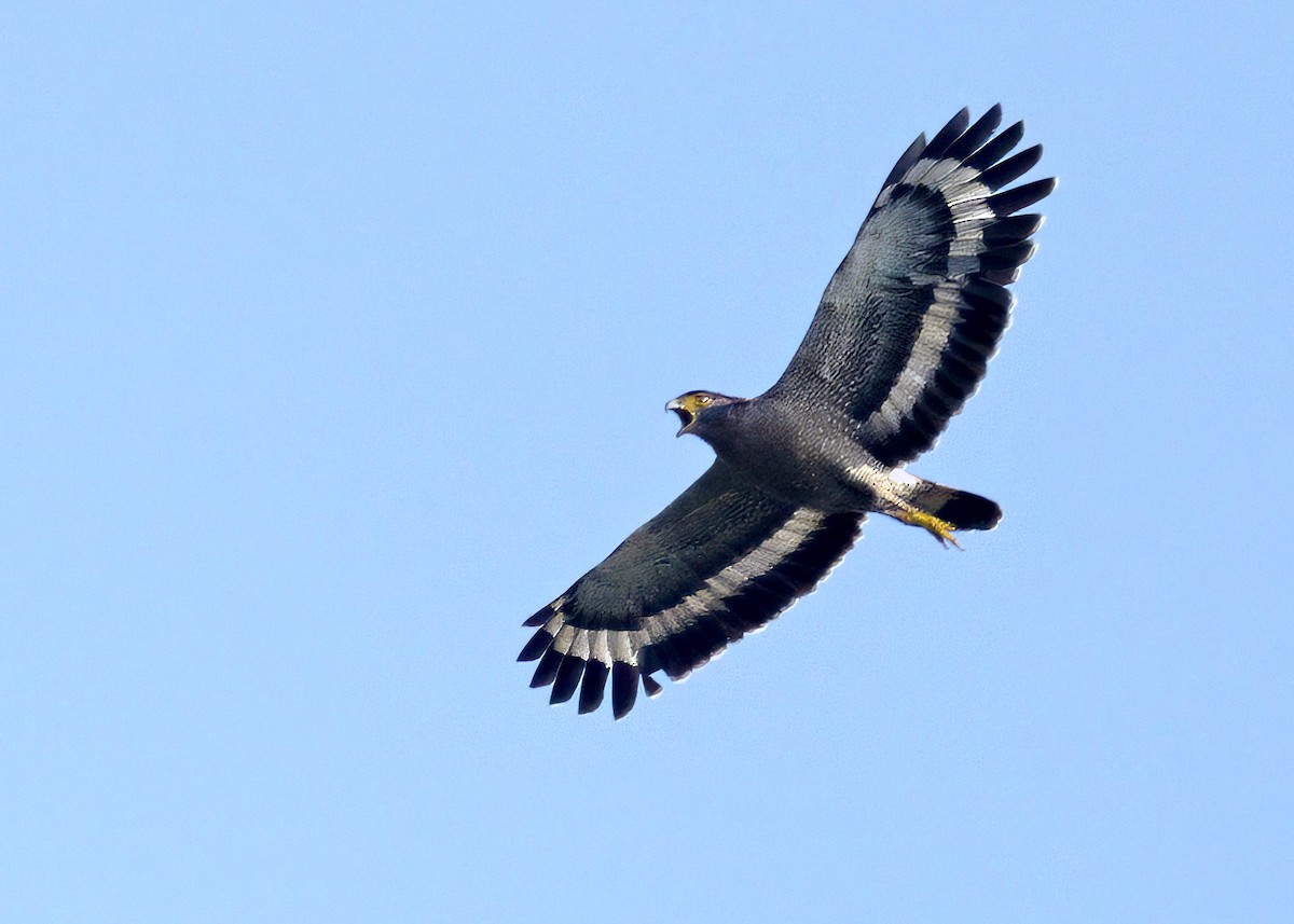 Crested Serpent-Eagle - ML640693764