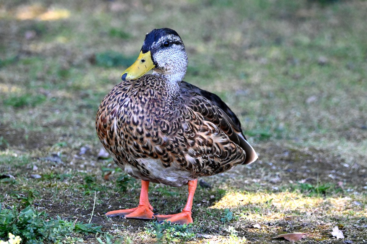 Mallard - ML640693792