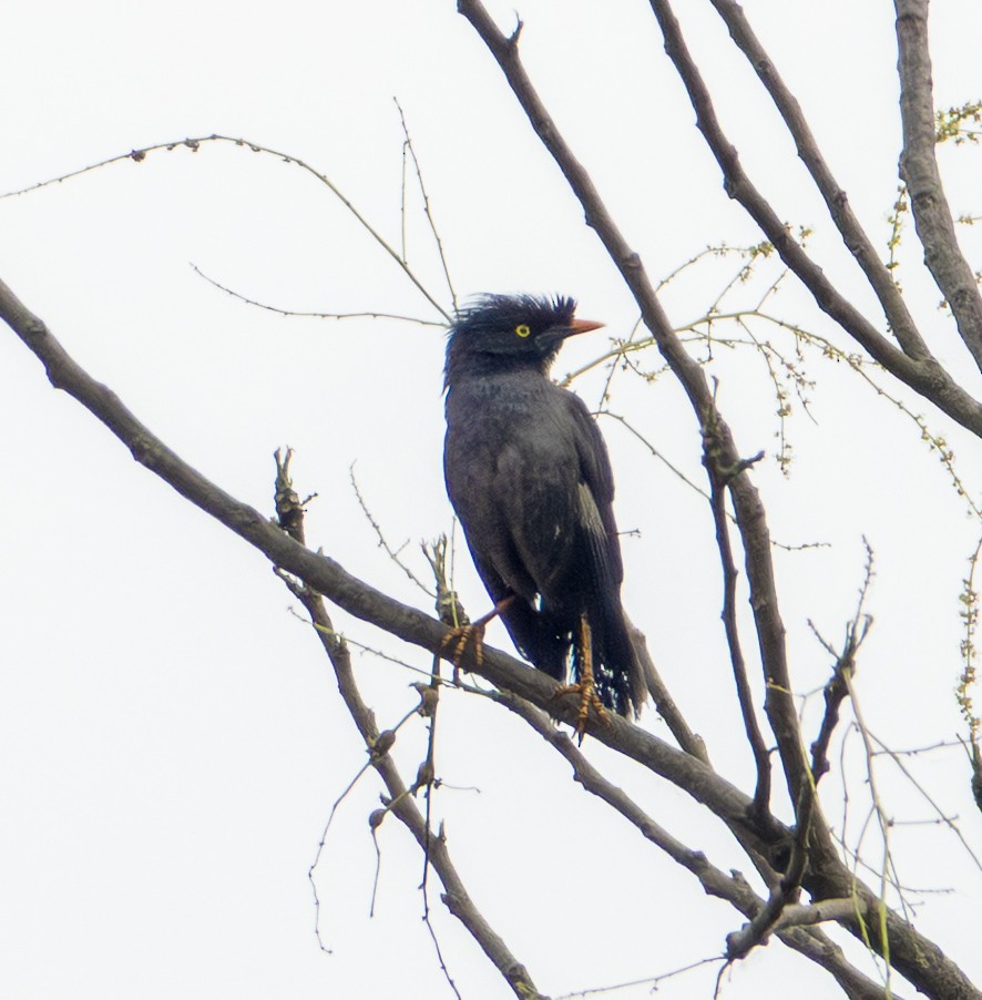 Great Myna - ML640693794