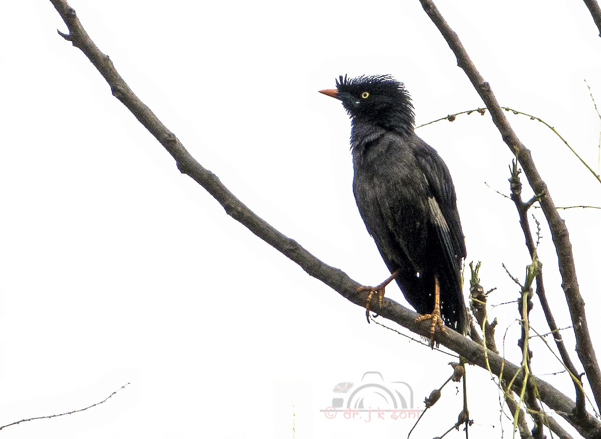 Great Myna - ML640693797