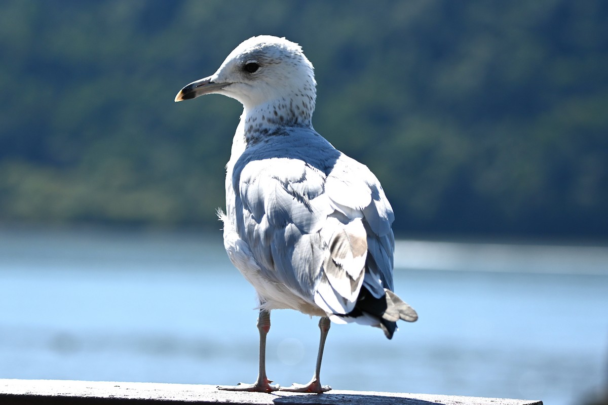 Ring-billed Gull - ML640693802