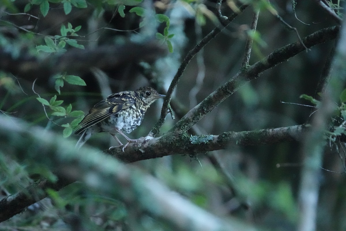 Scaly Thrush - ML640693837