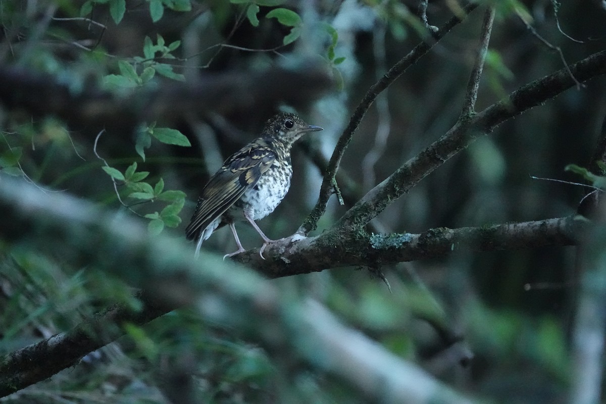 Scaly Thrush - ML640693838