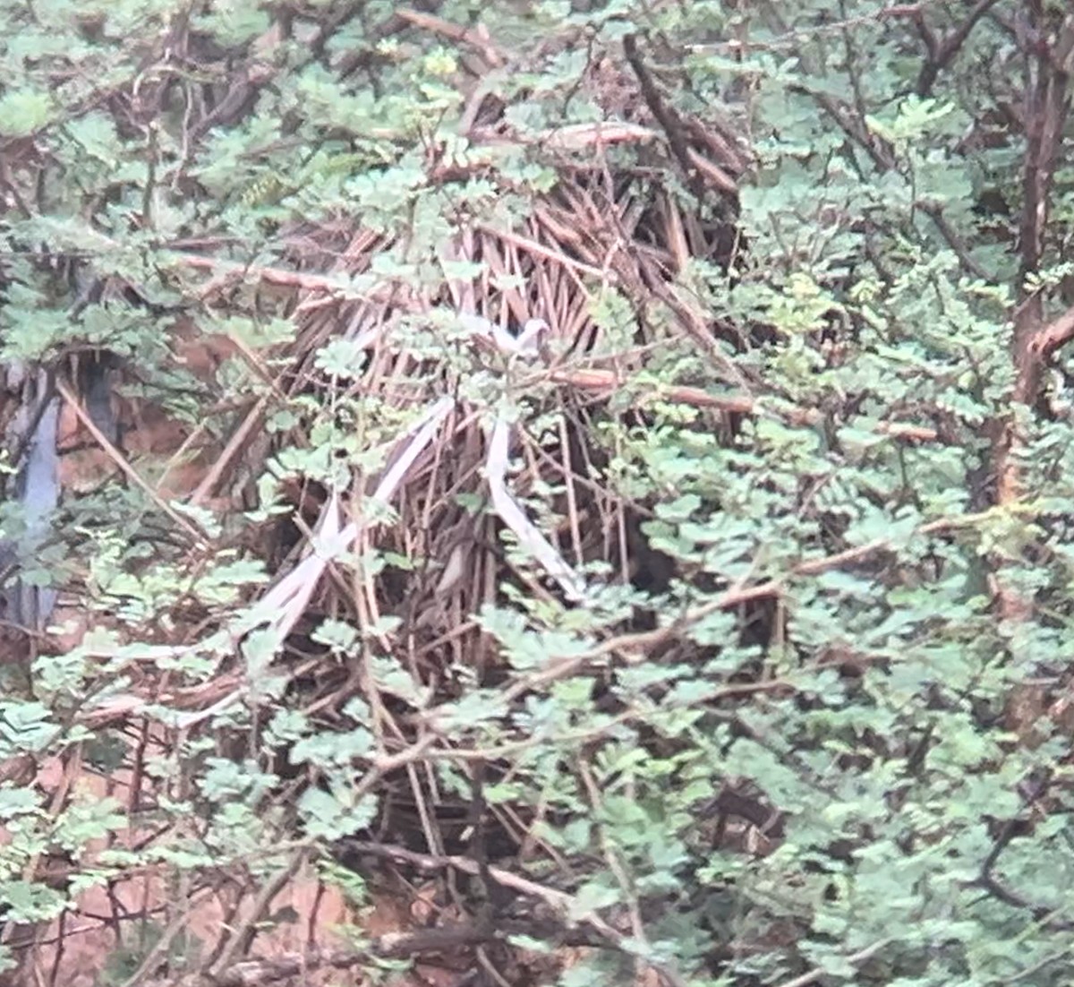 Greater Coucal - ML640693891