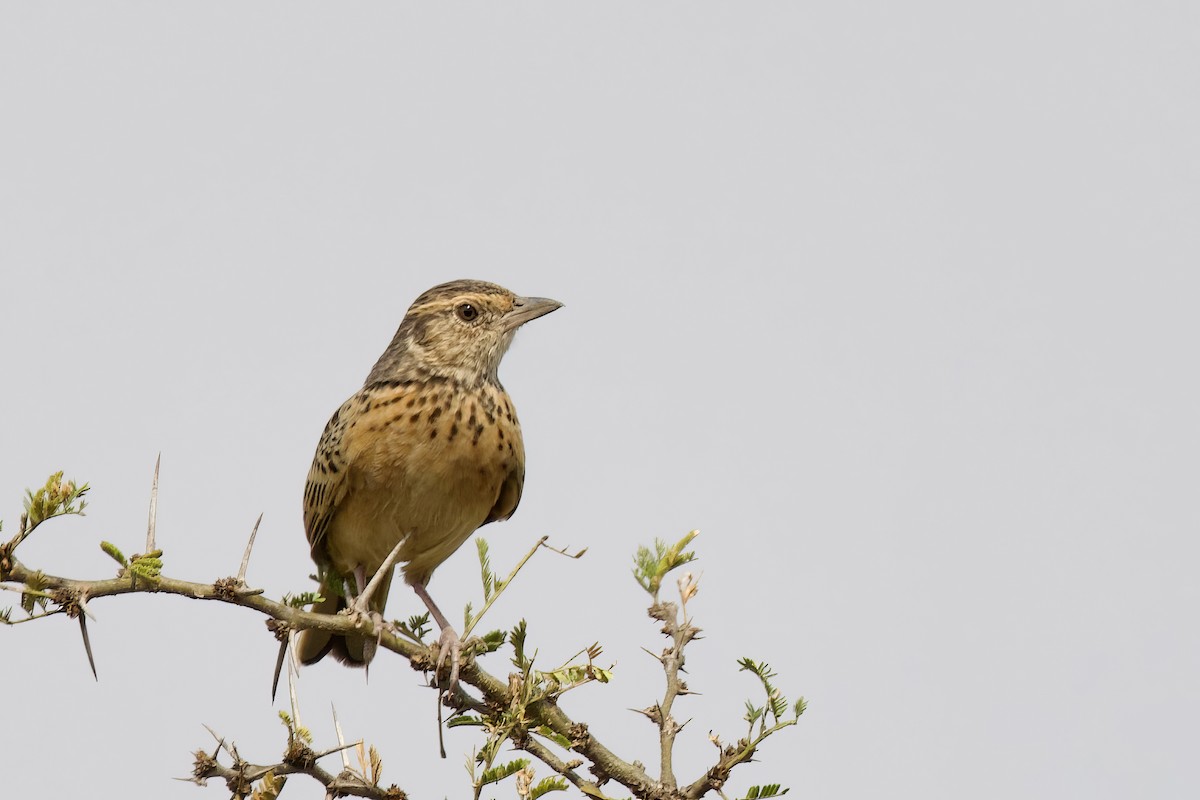 Flappet Lark - ML640693920