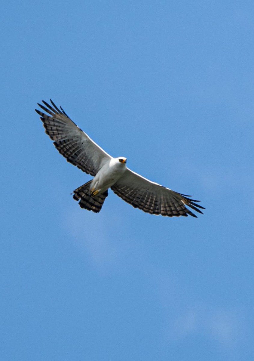 Black-and-white Hawk-Eagle - ML640693928