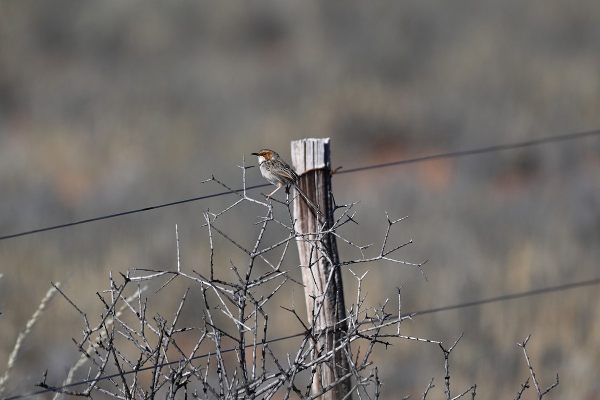Rufous-eared Warbler - ML640693935