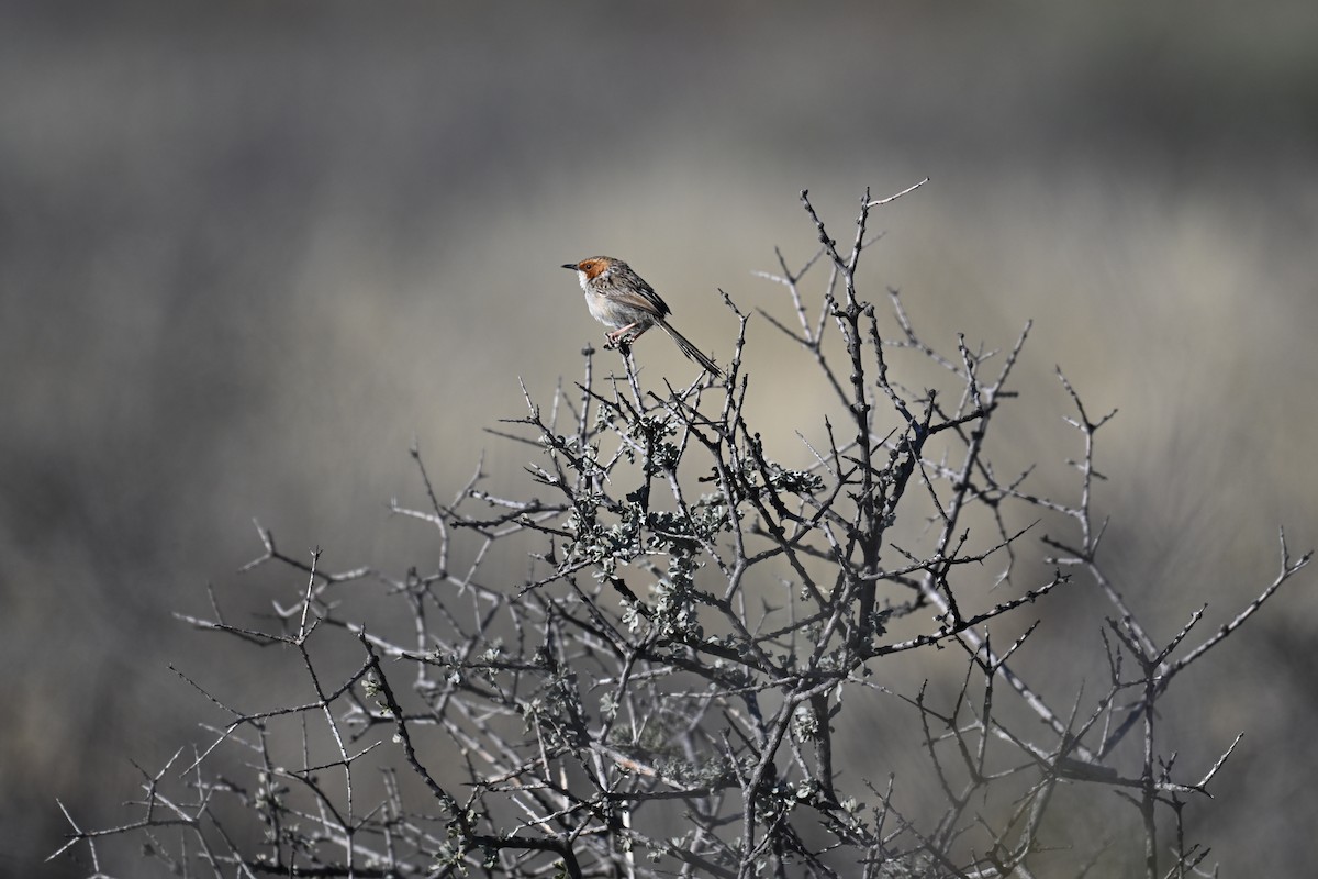 Rufous-eared Warbler - ML640693937