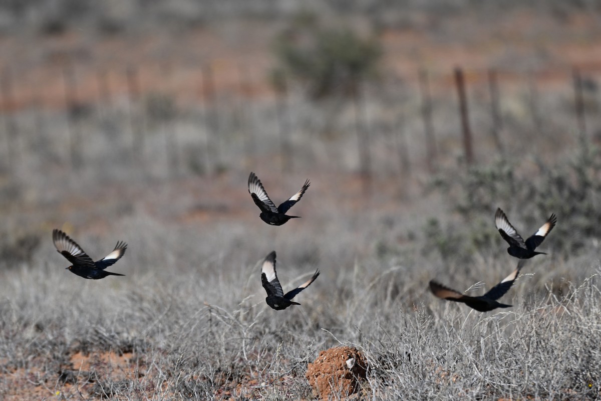 Pale-winged Starling - ML640693955