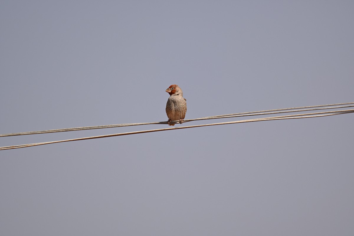 Red-headed Finch - ML640693992