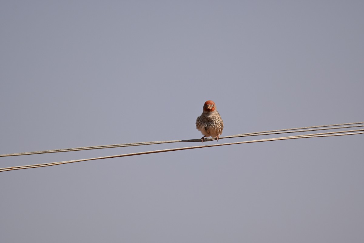 Red-headed Finch - ML640693994