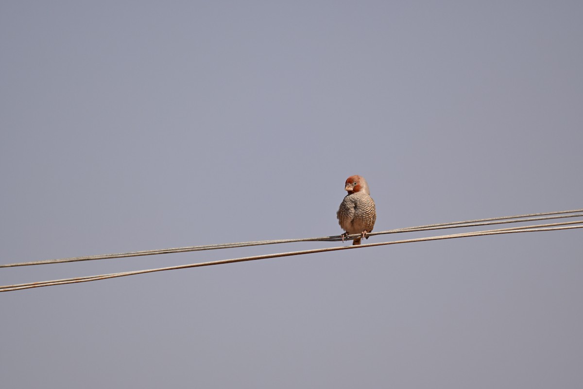 Red-headed Finch - ML640693995
