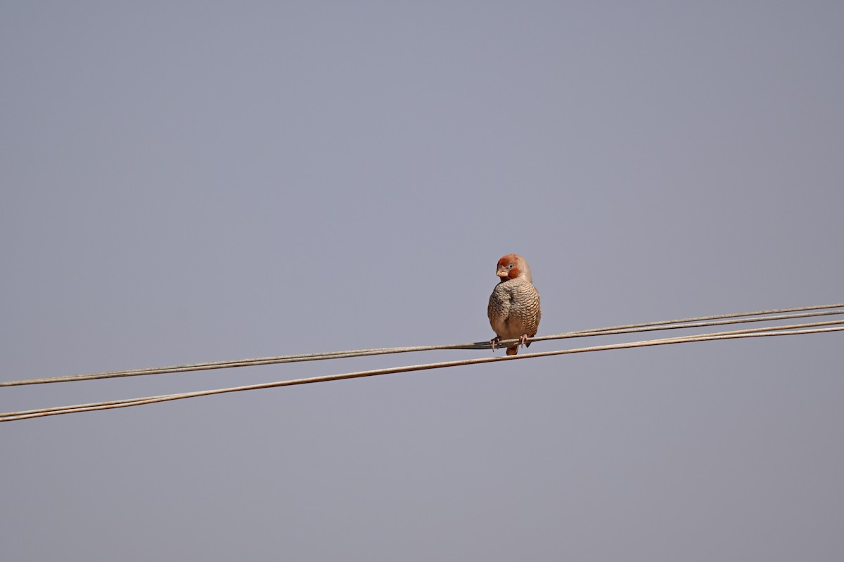 Red-headed Finch - ML640693998