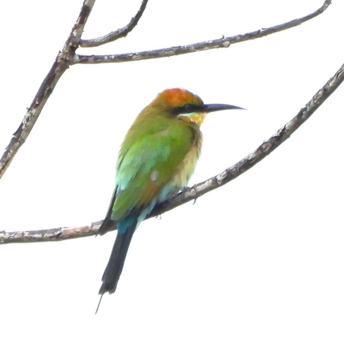Rainbow Bee-eater - ML640694016