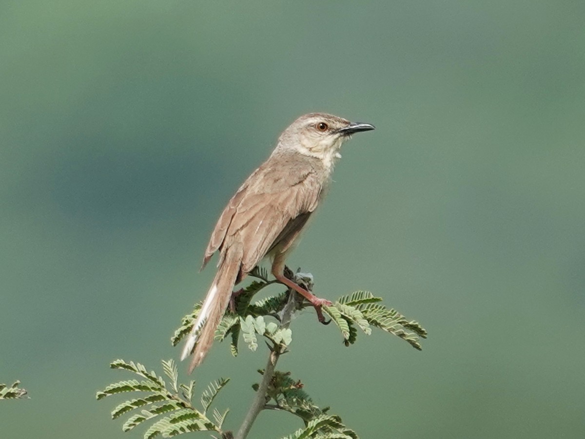 Jungle Prinia - ML640694052