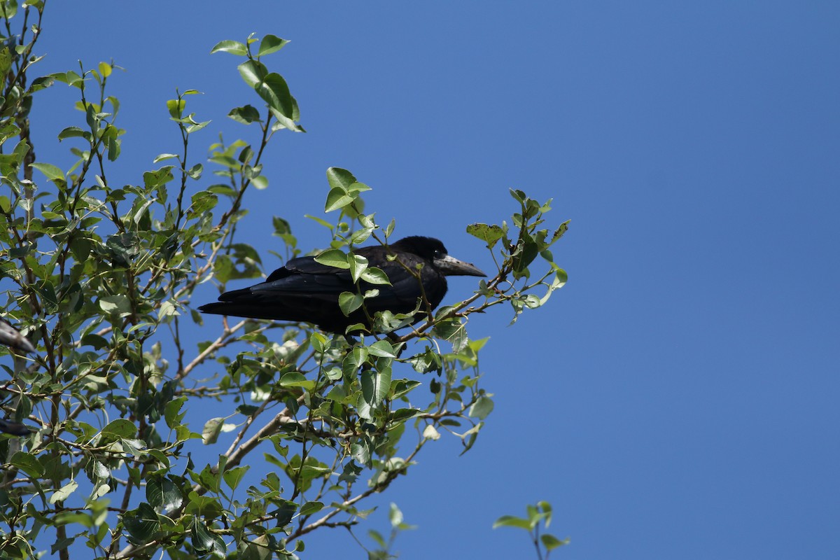 Rook - ML640694060
