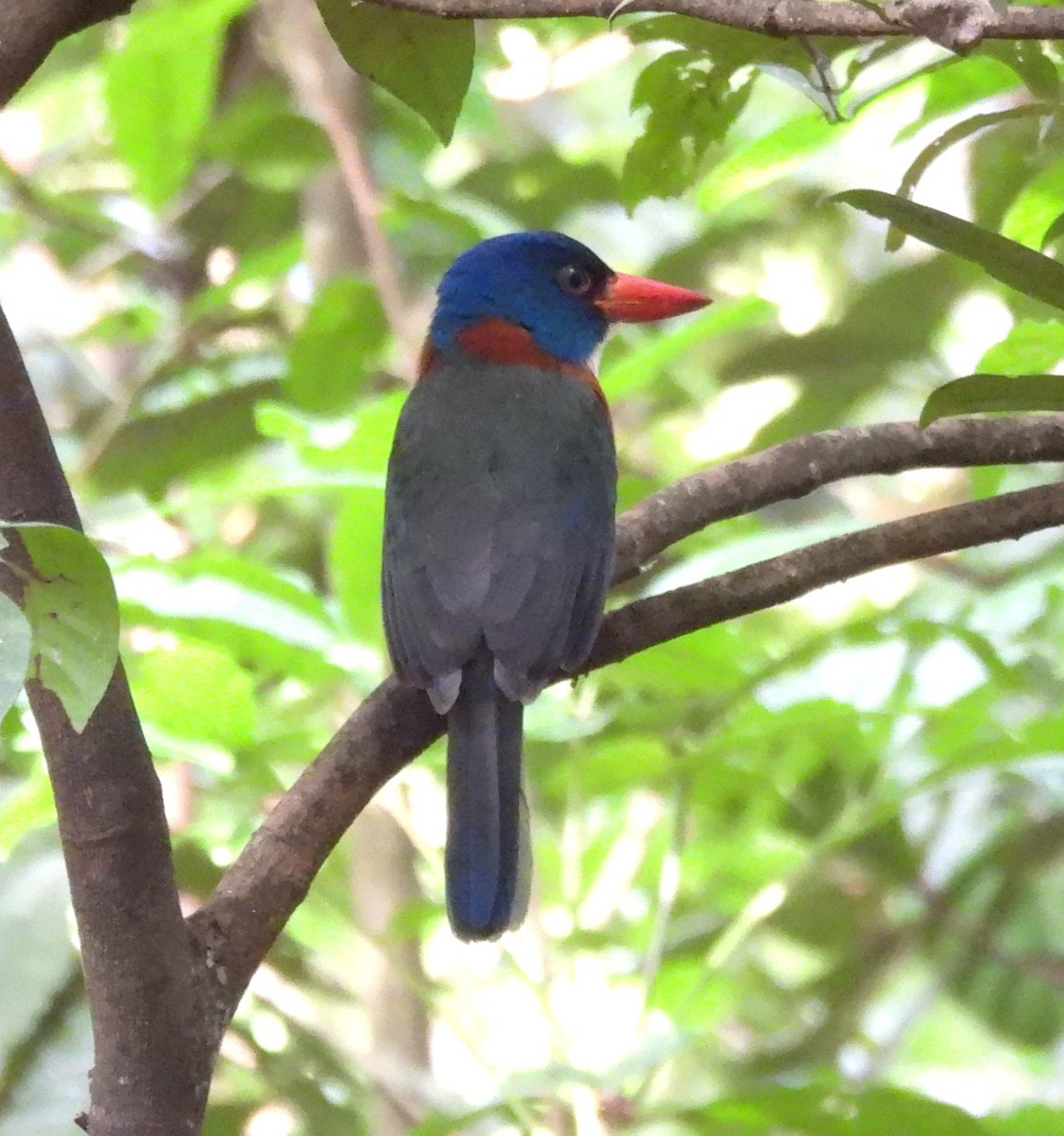 Green-backed Kingfisher - ML640694075