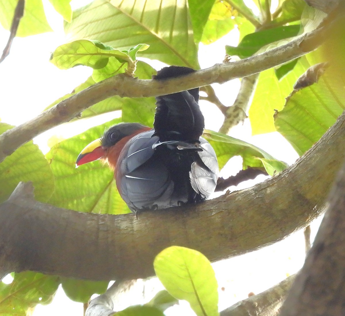 Yellow-billed Malkoha - ML640694097
