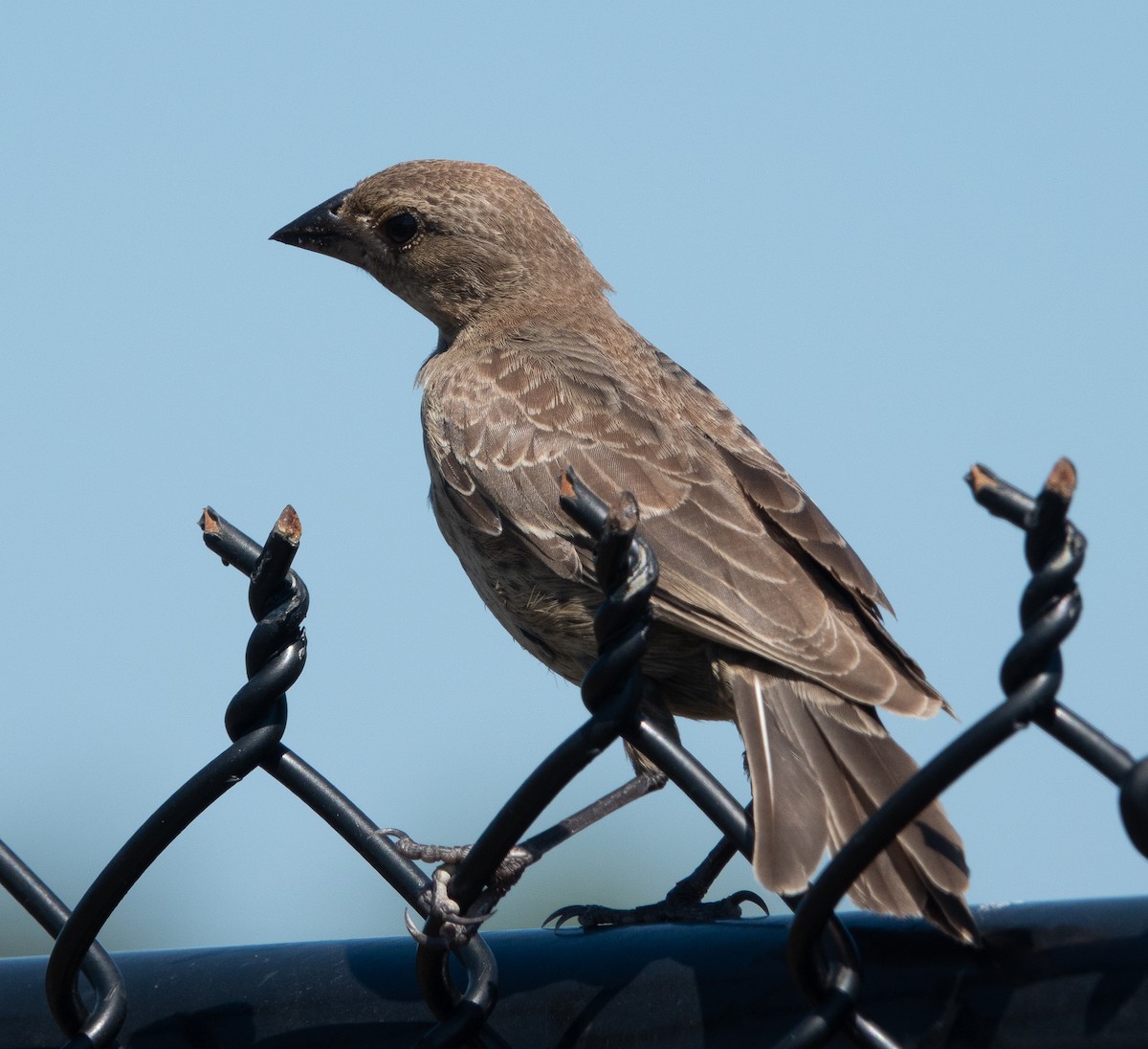 Brown-headed Cowbird - ML640694106