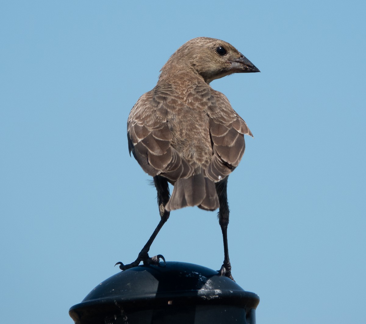 Brown-headed Cowbird - ML640694107