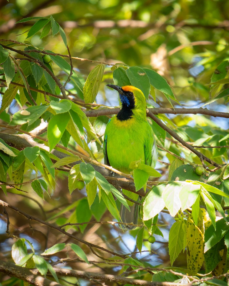 Golden-fronted Leafbird - ML640694139