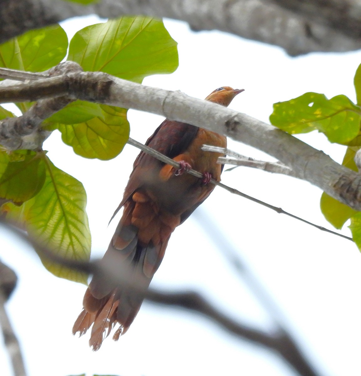 Sultan's Cuckoo-Dove (Sulawesi) - ML640694169