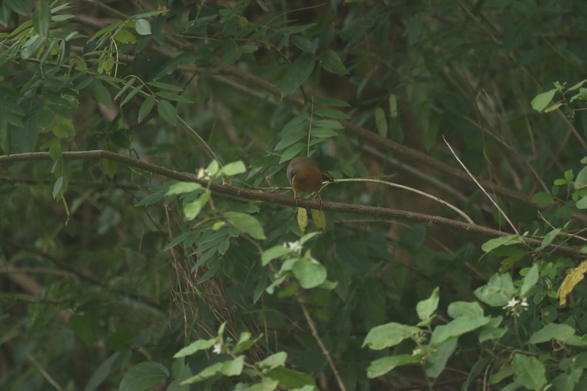 Rufous Babbler - ML640694173