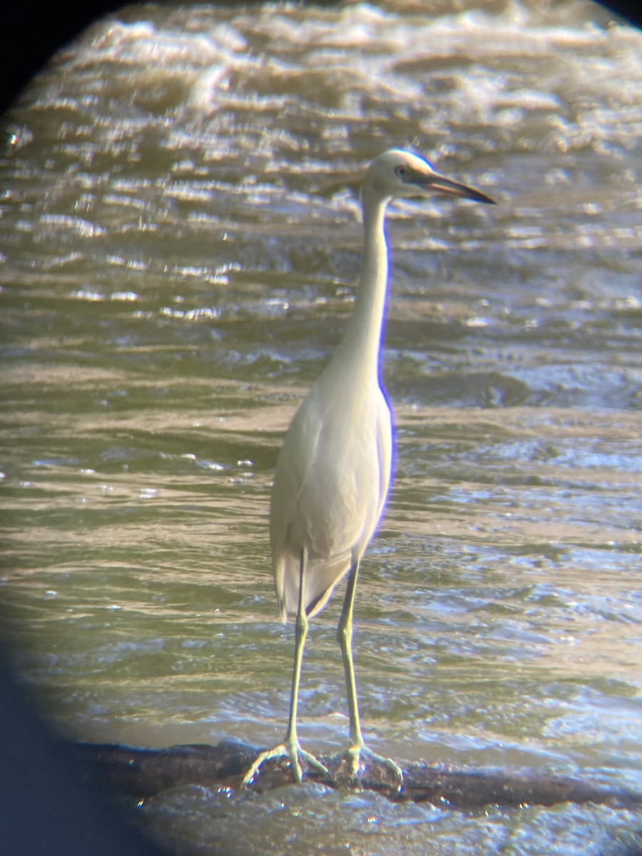 Little Blue Heron - ML640694218