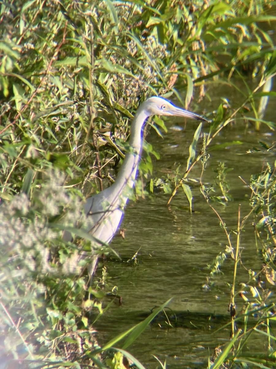 Little Blue Heron - ML640694219