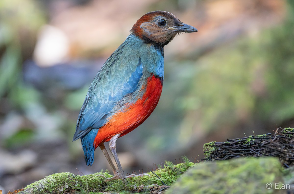 Sulawesi Pitta (Sulawesi) - ML640694243