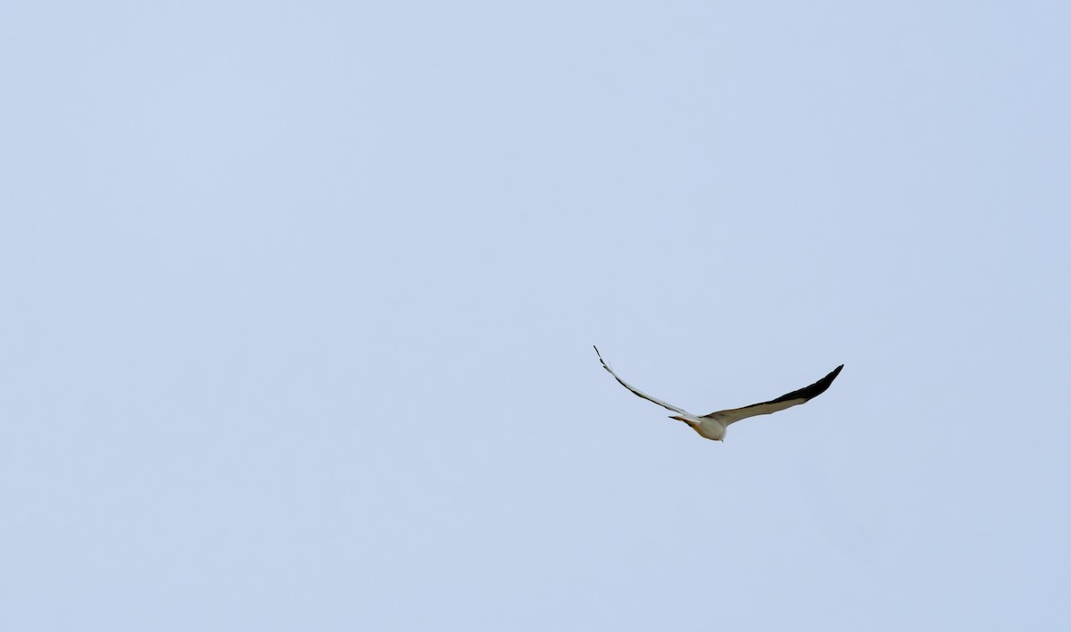 Blue-tailed Bee-eater - ML640694245