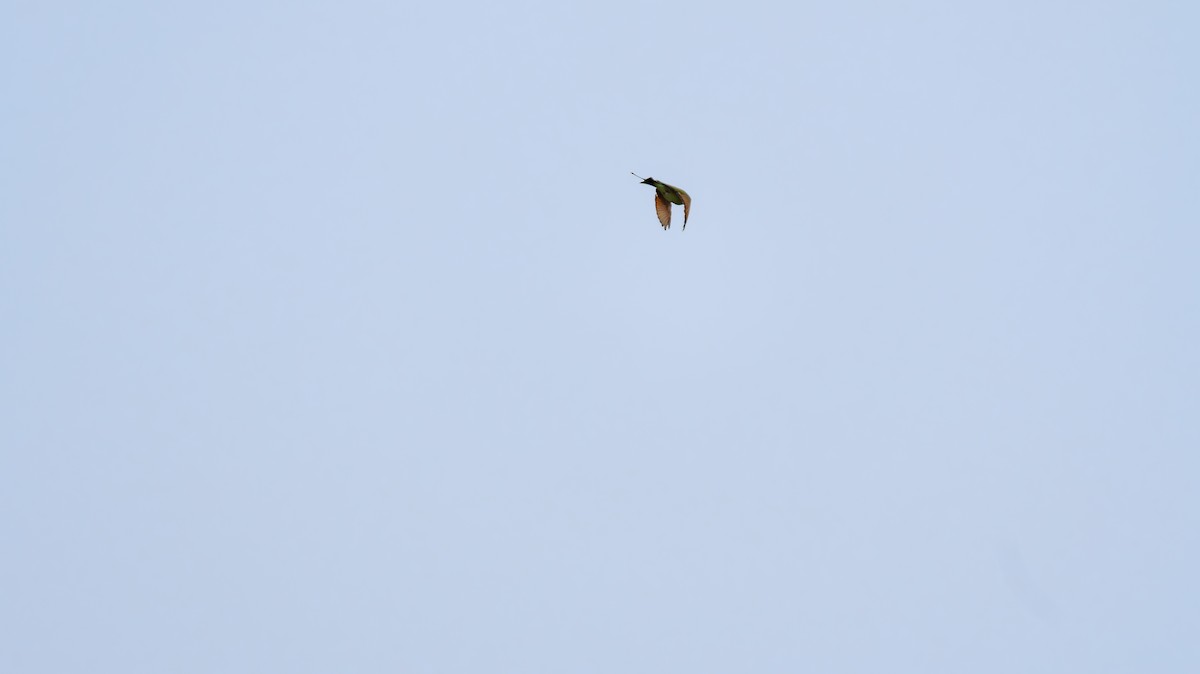 Blue-tailed Bee-eater - ML640694246