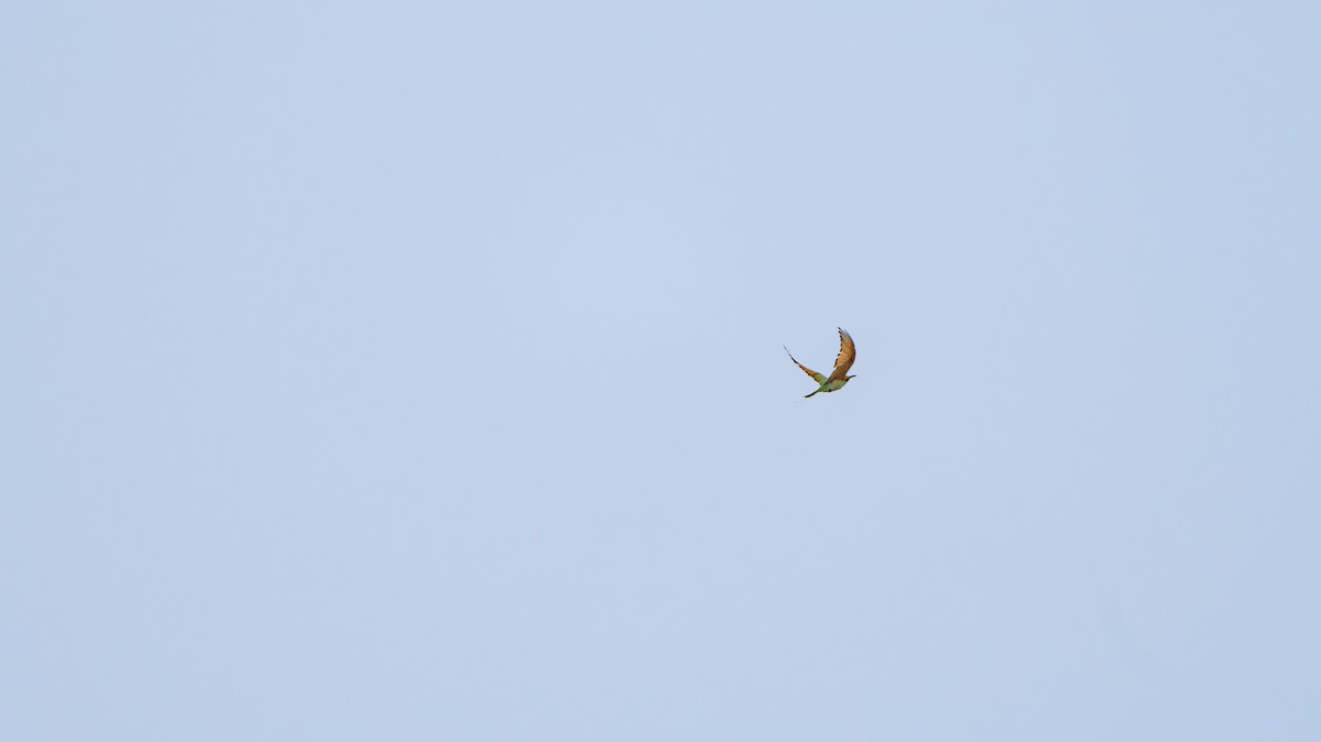 Blue-tailed Bee-eater - ML640694247