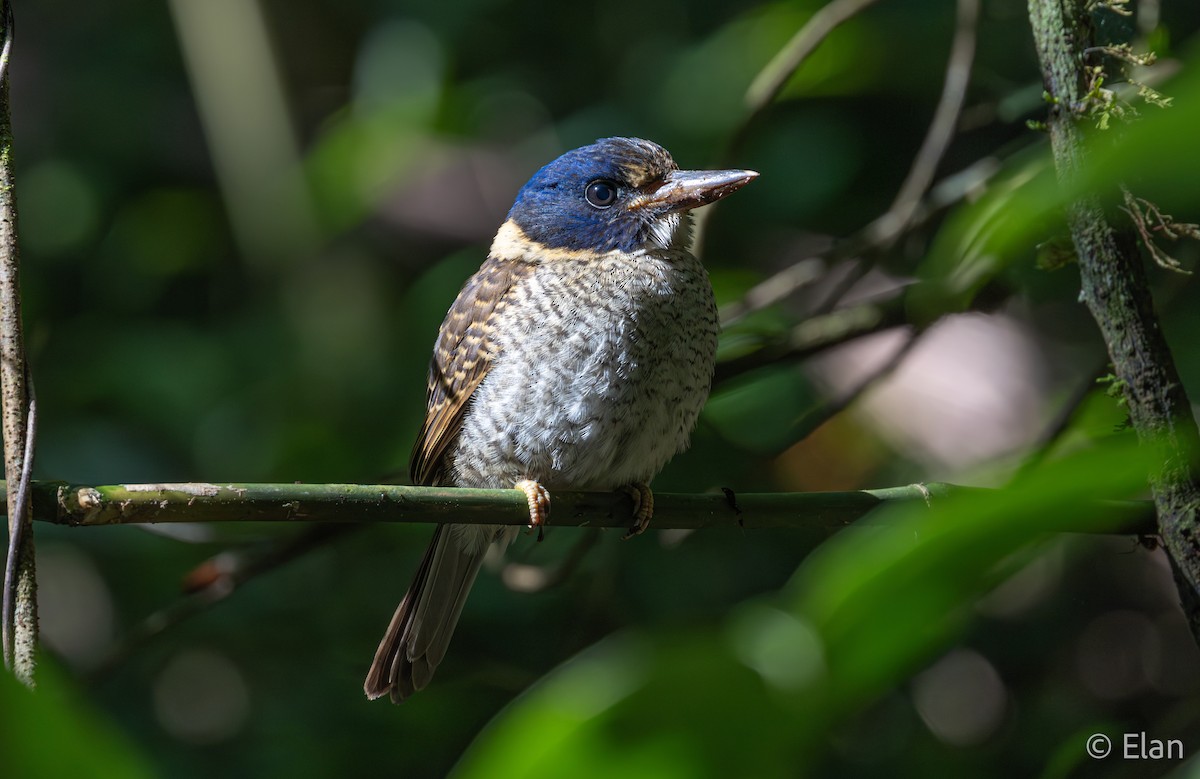 Scaly-breasted Kingfisher (Scaly-breasted) - ML640694273