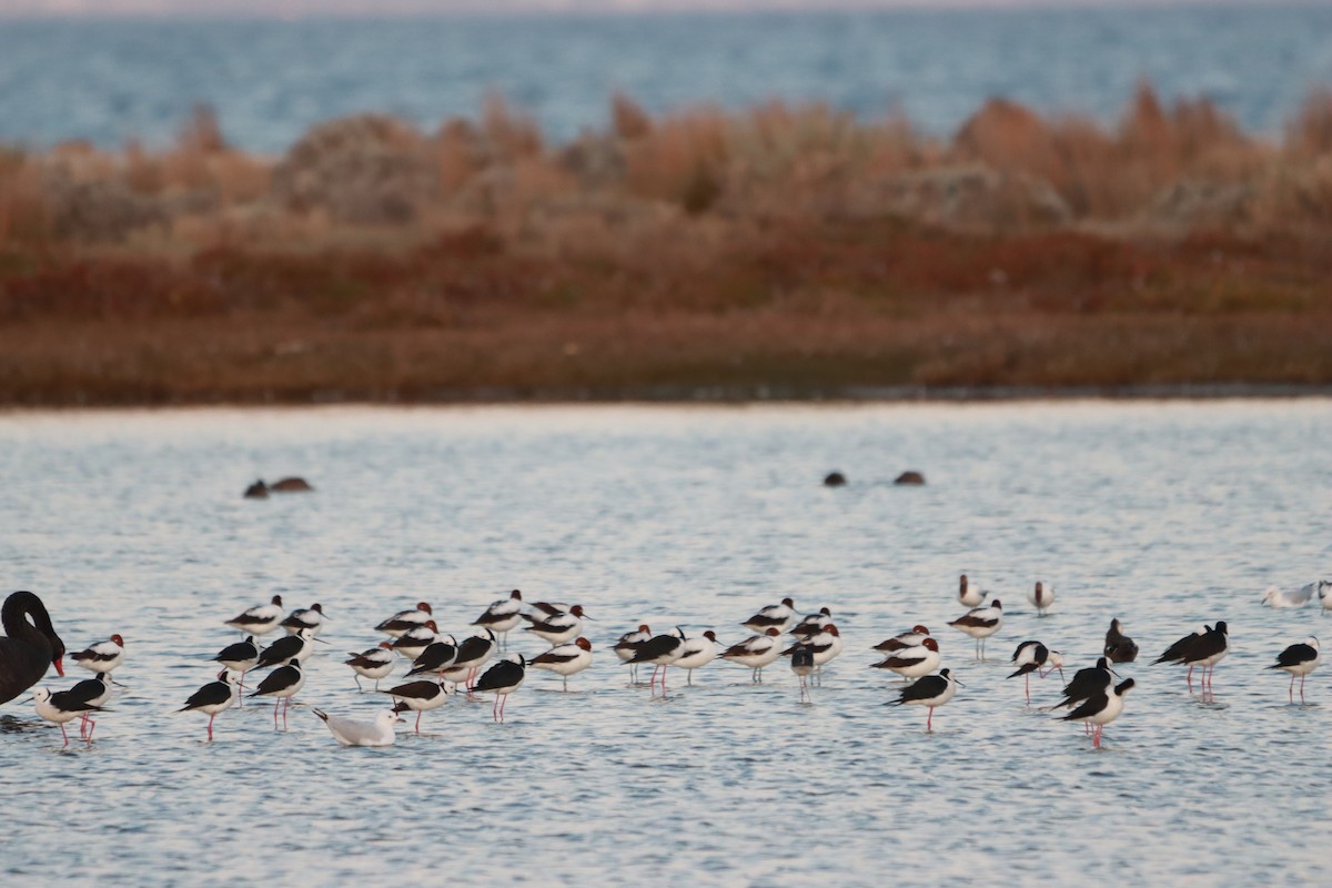 Avocette d'Australie - ML640694335