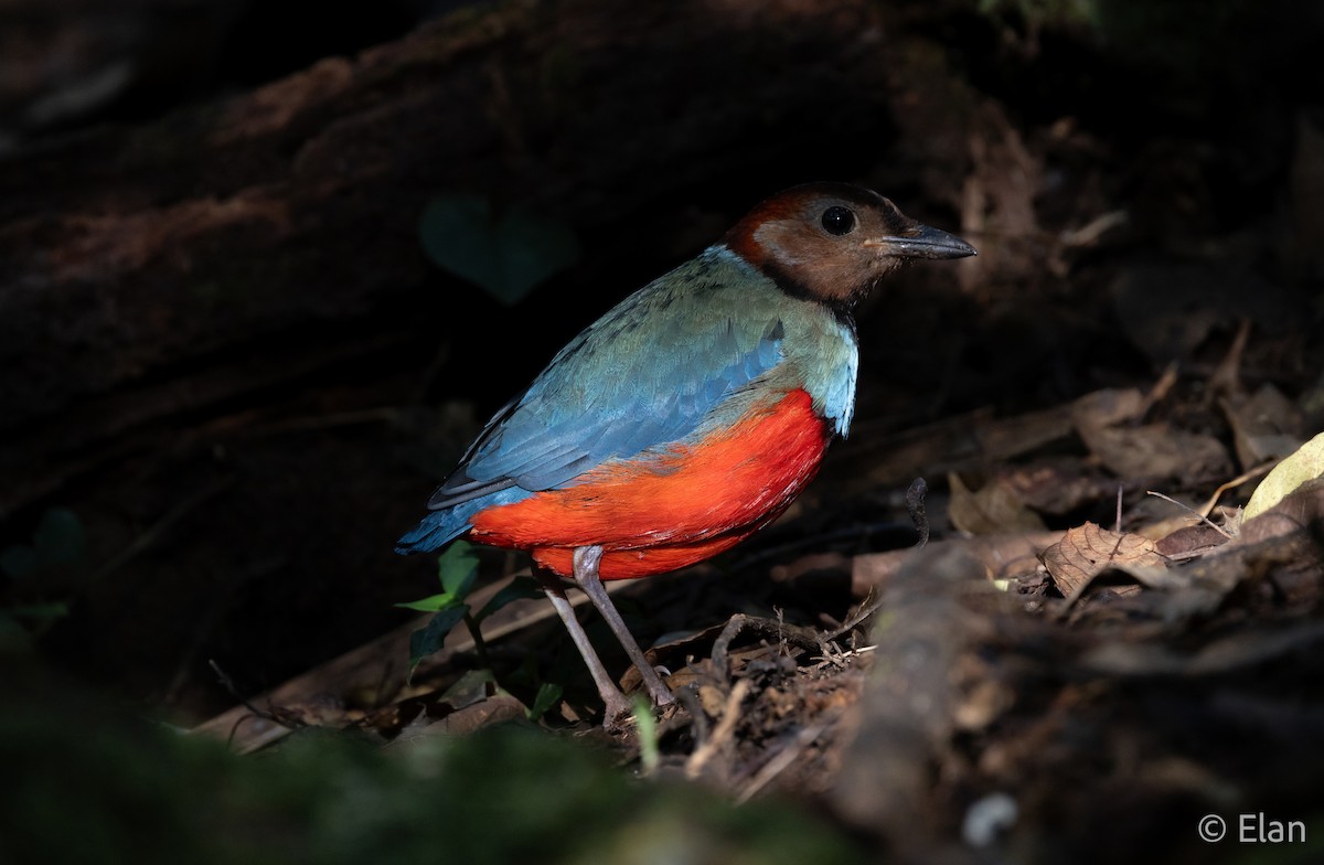 Sulawesi Pitta (Sulawesi) - ML640694340