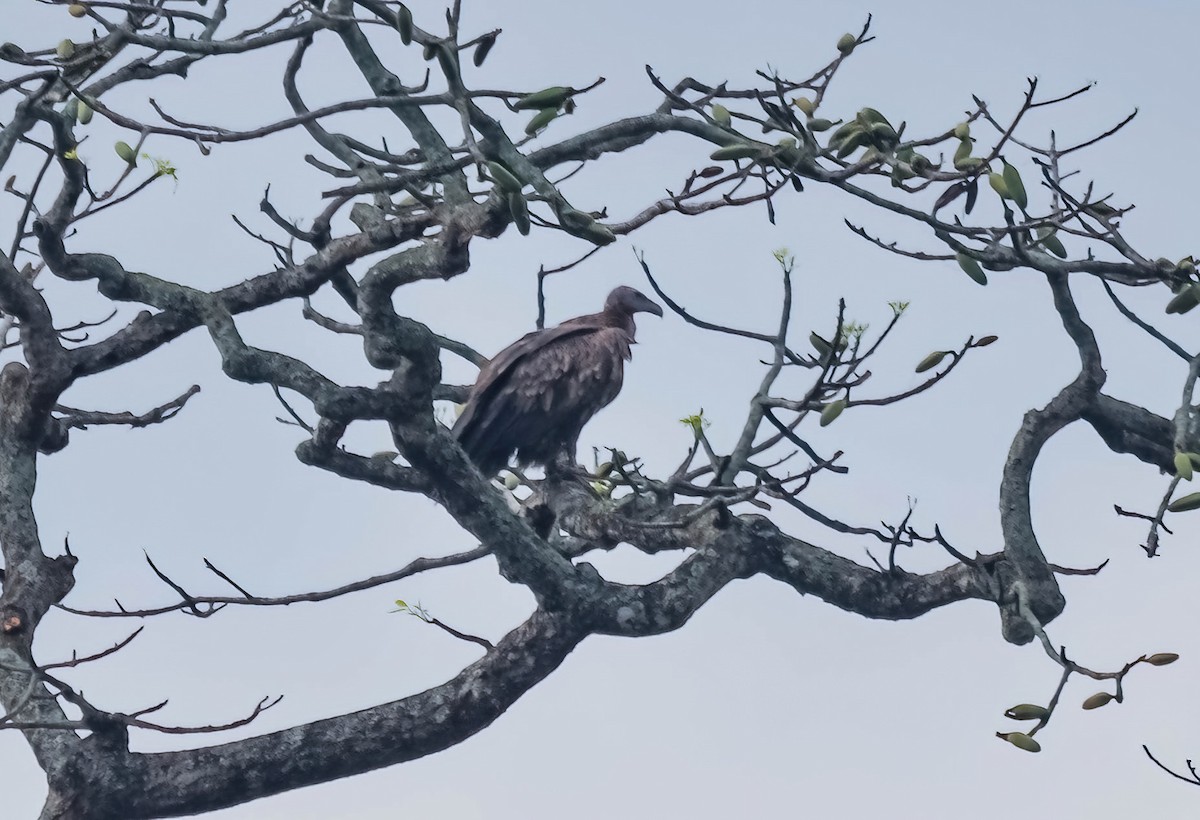 Slender-billed Vulture - ML640694372