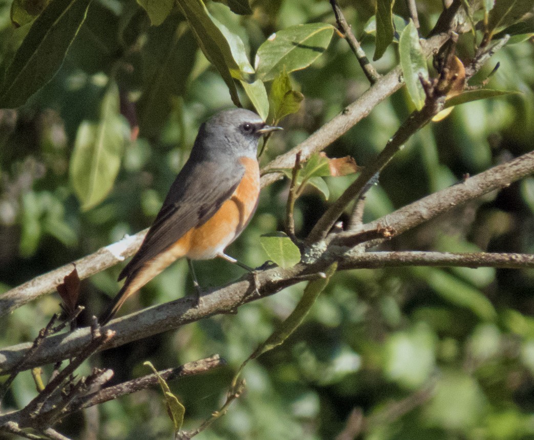 Common Redstart - ML640694388