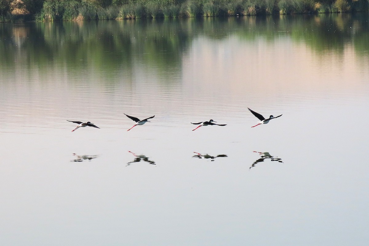 Black-necked Stilt - ML640694401