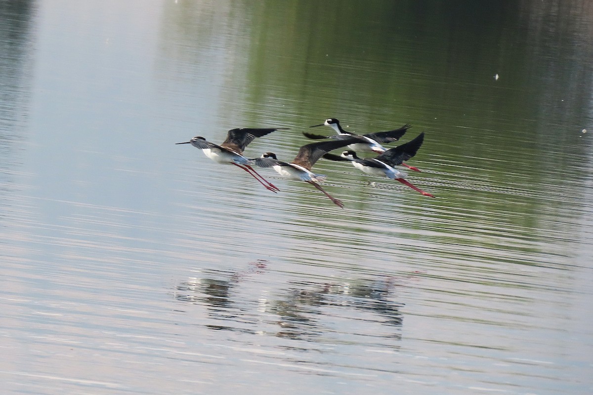 Black-necked Stilt - ML640694402