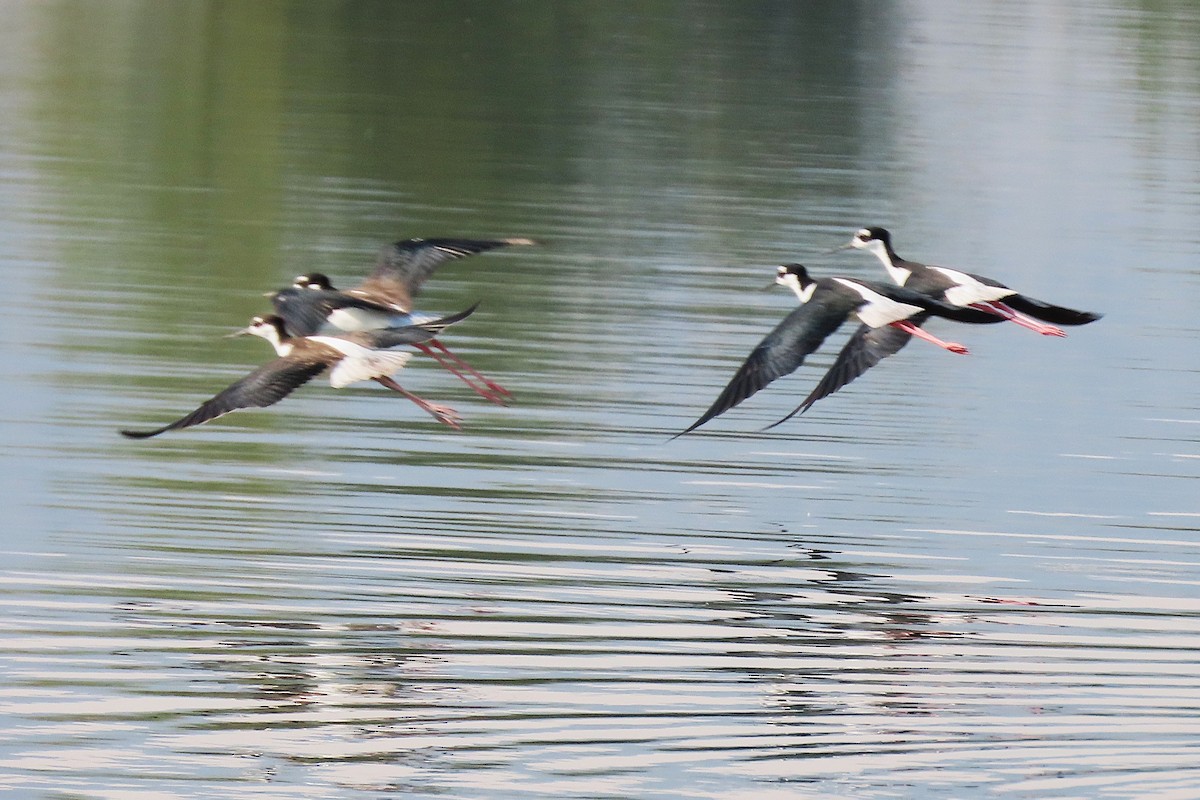 Black-necked Stilt - ML640694403