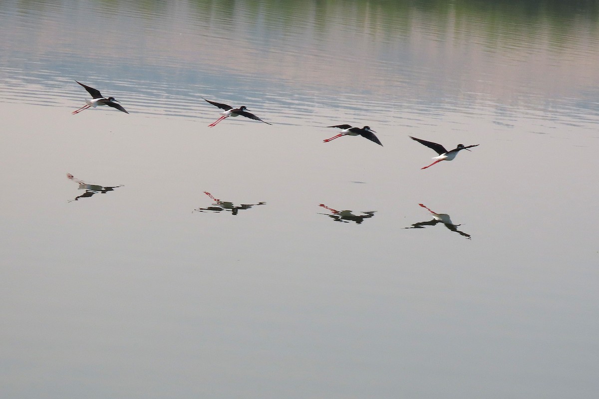 Black-necked Stilt - ML640694404