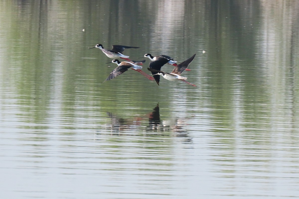 Black-necked Stilt - ML640694405