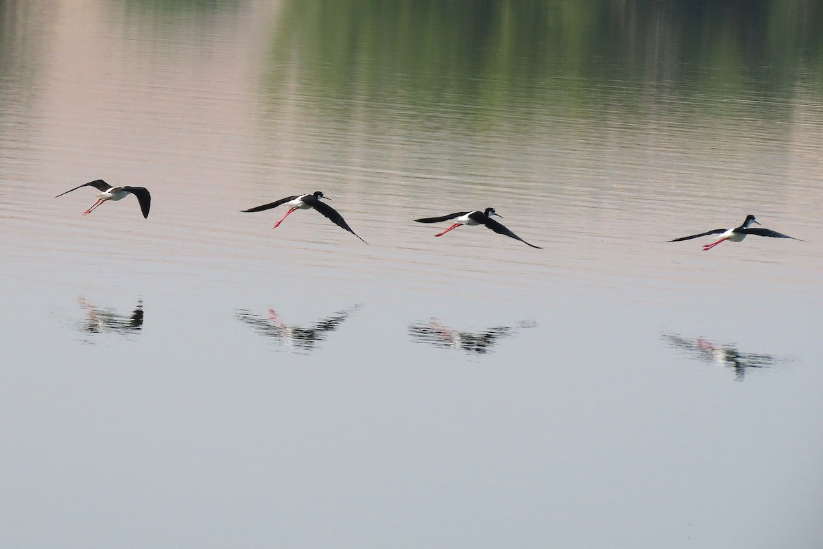 Black-necked Stilt - ML640694406