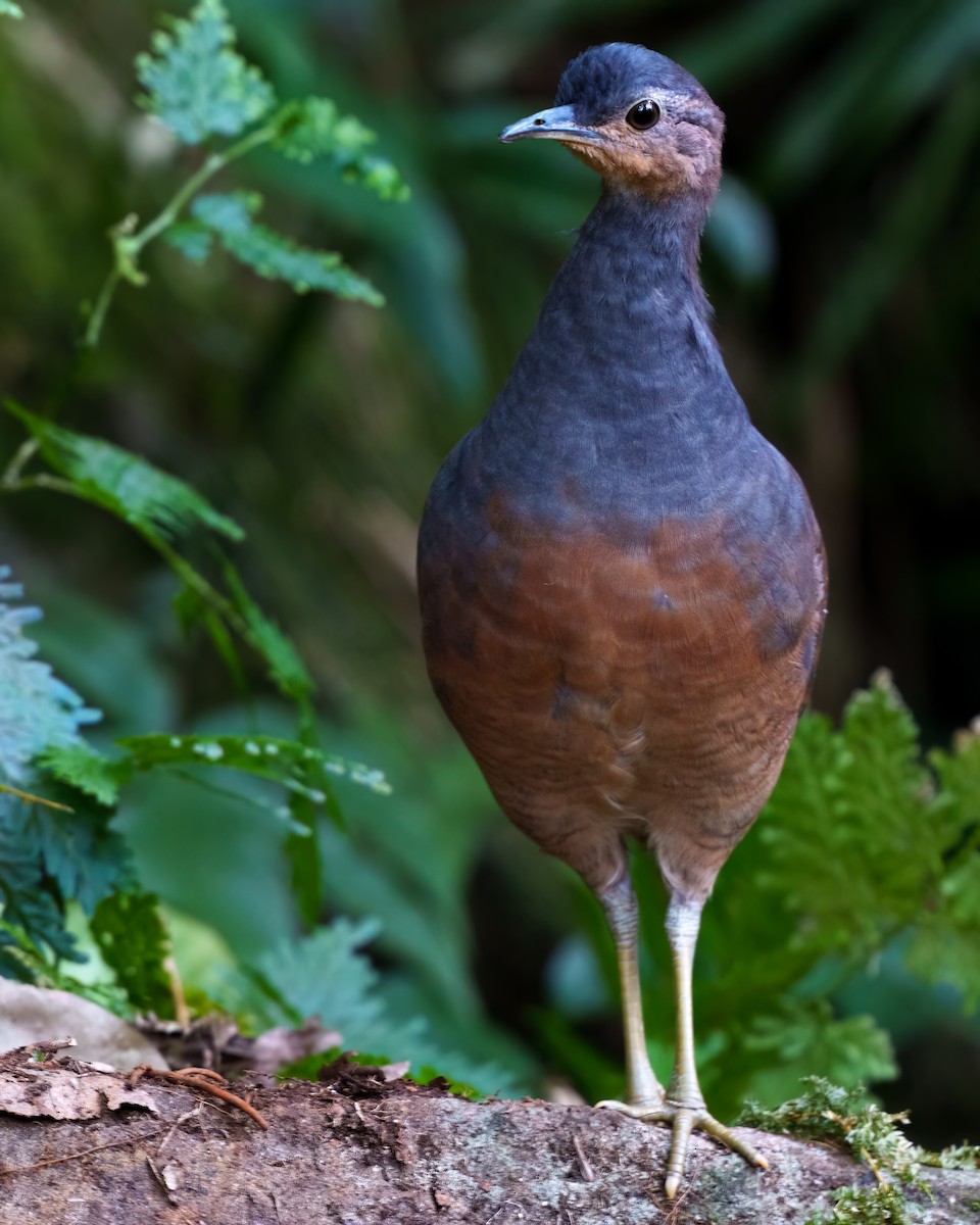 gulbeintinamu - ML640694423