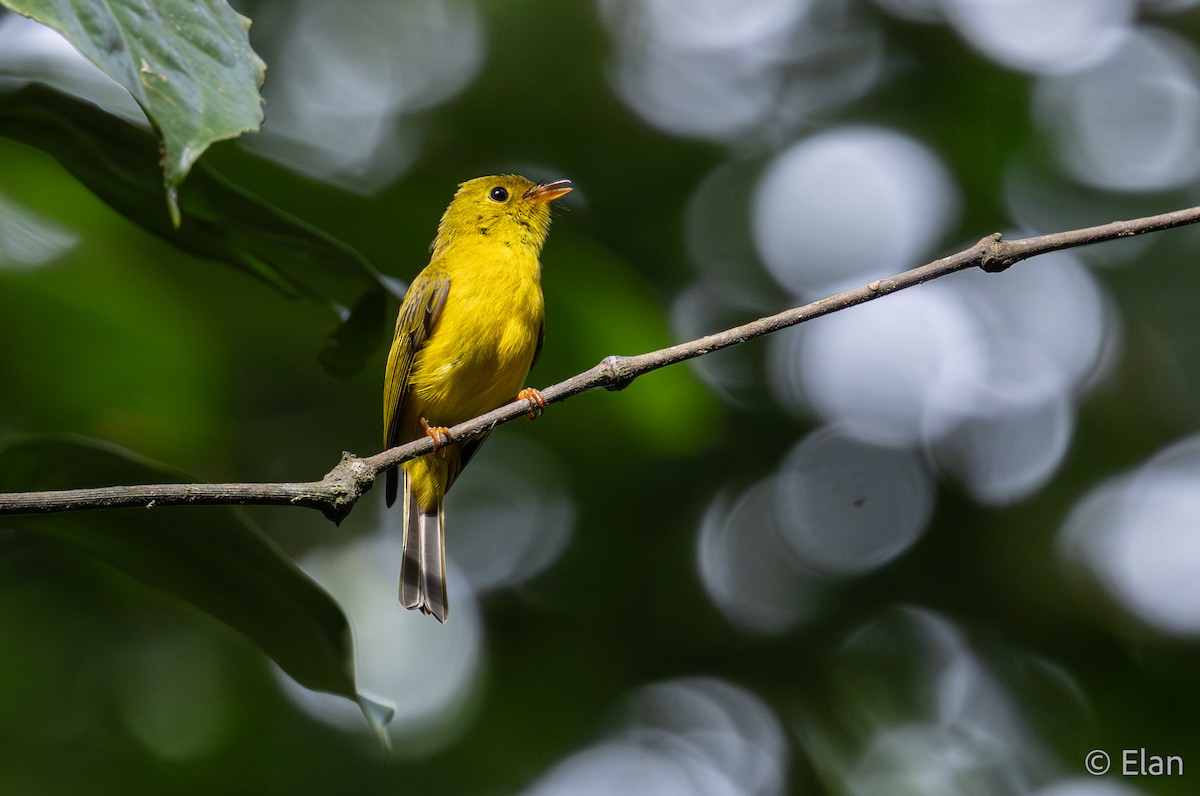 Citrine Canary-Flycatcher - ML640694432